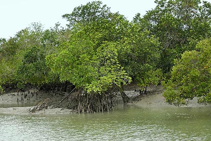 sunderban