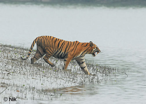 Tiger in Sundarban